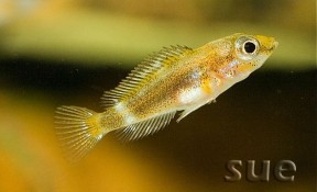 Juvenile of A. calvus 'Congo black pearl' at 20 mm TL.