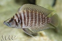 A. calvus 'Congo black pearl' displaying neutral colour pattern.