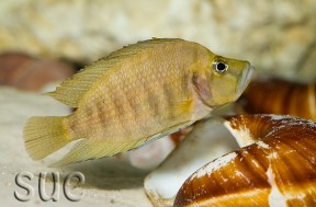 A. compressiceps 'Chatika gold'; adult female.