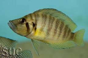 A. compressiceps 'Chatika orange fin'; adult male.