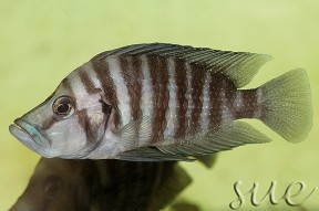 A. compressiceps 'Nangu black'.