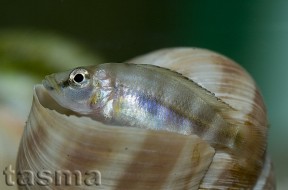 A. compressiceps 'shell, Cape Kachese'; subadult juvenile.