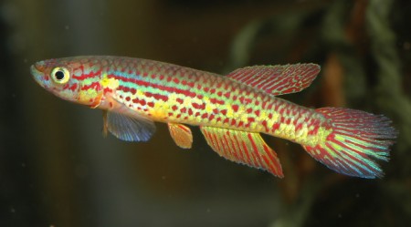 Aphyosemion bochtleri — Seriously Fish