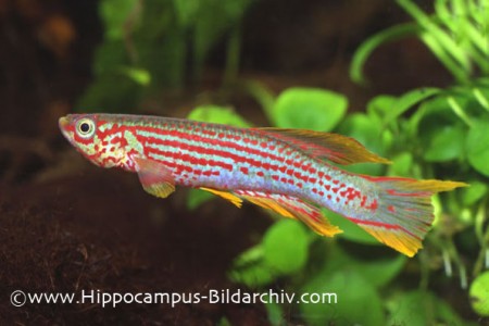 Aphyosemion ogoense (Broken-line Killifish) — Seriously Fish