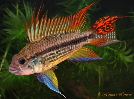 Apistogramma cacatuoides (Cockatoo Cichlid) — Seriously Fish