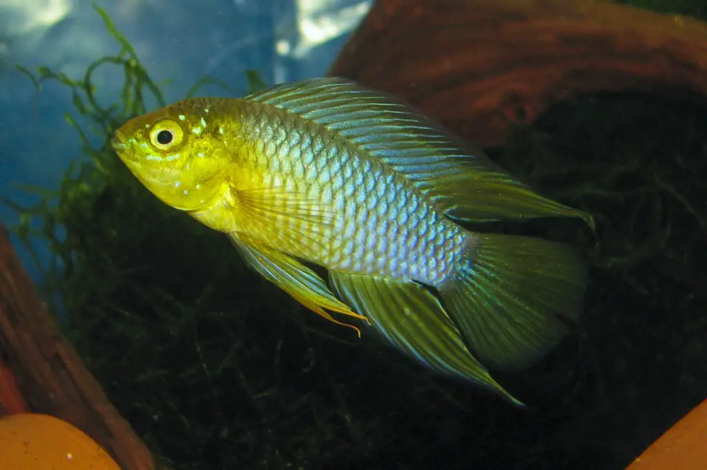 Apistogramma borellii – Borelli’s Dwarf Cichlid, Umbrella Dwarf Cichlid ...