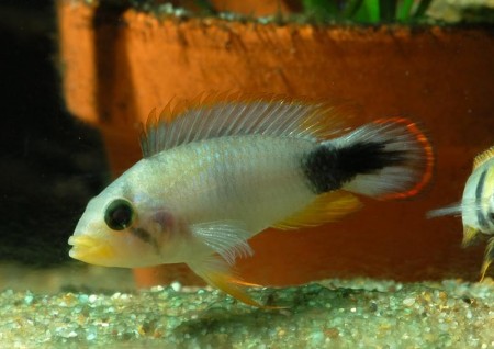 Apistogramma panduro — Seriously Fish