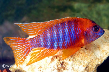 Aulonocara baenschi (New Yellow Regal Peacock) — Seriously Fish