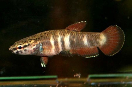 Betta Channoides – Snakehead Betta — Seriously Fish