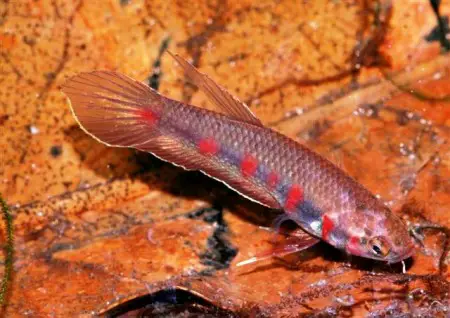 Betta rubra — Seriously Fish