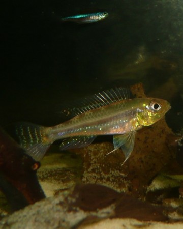 Biotoecus opercularis — Seriously Fish