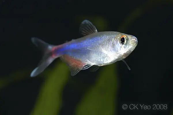 blue king tetra fish