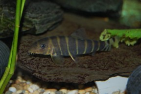 botia dario - bengal loach (cobitis dario, cobitis geto