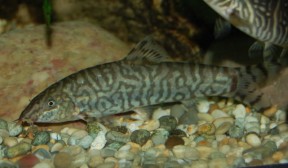 botia almorhae - yo-yo loach (botia grandis) — seriously fish