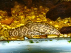 botia almorhae - yo-yo loach (botia grandis) — seriously fish