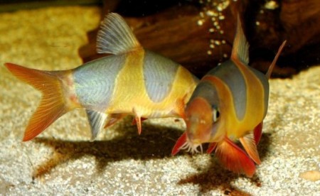 Chromobotia macracanthus – Clown Loach (Botia macracanthus, Botia ...