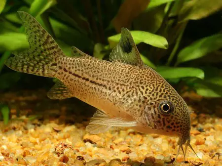 Corydoras julii – Julii Cory — Seriously Fish