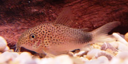 Corydoras similis (Smudge Spot Cory) — Seriously Fish