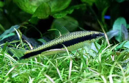 Crossocheilus langei – Siamese Algae Eater (Crossocheilos langei, SAE ...