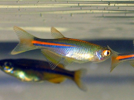 Brachydanio albolineata – Pearl ‘Danio’ (Danio albolineatus, Danio ...