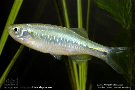 Brachydanio feegradei – Yoma ‘Danio’ (Danio feegradei) — Seriously Fish