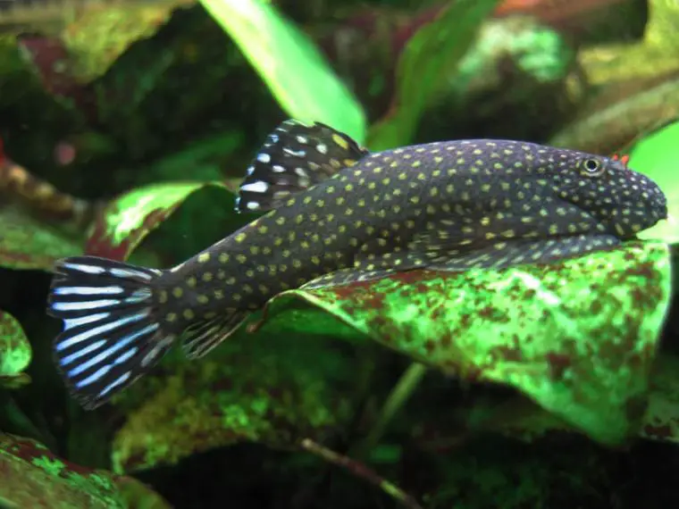 Gastromyzon ctenocephalus — Seriously Fish
