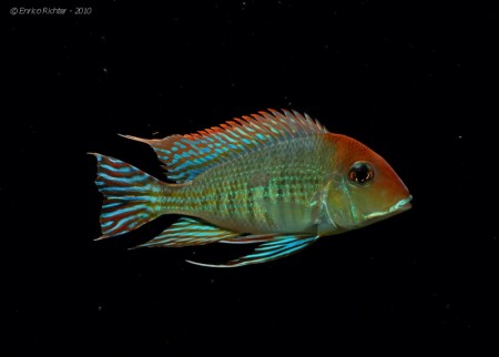 Geophagus sp. ‘orange head’ — Seriously Fish