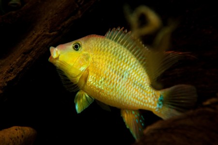 ‘Geophagus’ steindachneri – Red Hump Eartheater (Geophagus hondae ...