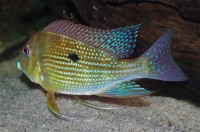 Geophagus argyrostictus — Seriously Fish