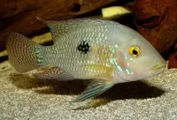 ‘Geophagus’ brasiliensis – Pearl Cichlid (Chromis brasiliensis ...