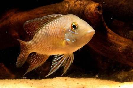 ‘Geophagus’ iporangensis (Geophagus brasiliensis iporangensis ...