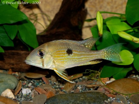 Geophagus taeniopareius — Seriously Fish