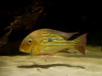 Geophagus winemilleri — Seriously Fish