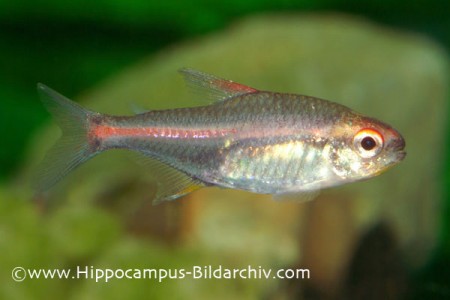 Hemigrammus erythrozonus (Glowlight Tetra) — Seriously Fish