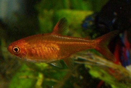 Hyphessobrycon amandae – Ember Tetra — Seriously Fish