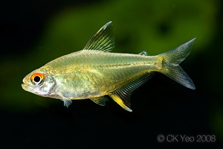 Hyphessobrycon pulchripinnis – Lemon Tetra — Seriously Fish