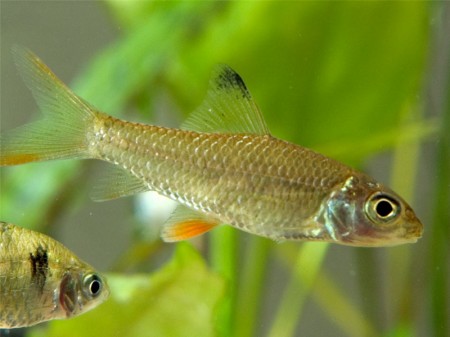 Hypselobarbus jerdoni (Jerdon’s Carp) — Seriously Fish