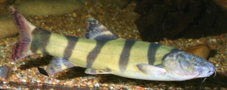 leptobotia elongata - imperial flower loach (botia