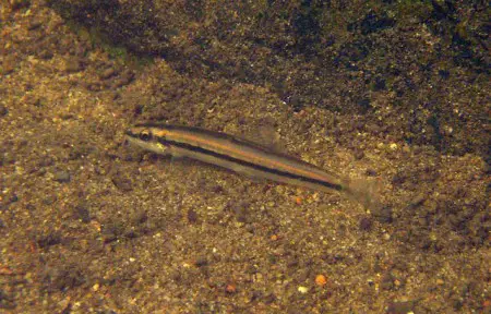 Nemacheilus binotatus — Seriously Fish