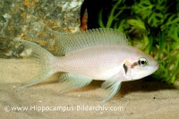 Neolamprologus pulcher – Brichardi — Seriously Fish