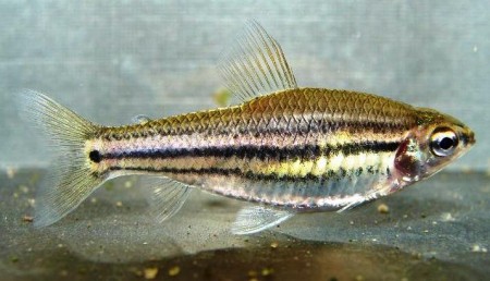 Neolebias Trilineatus (three-lined Neolebias) — Seriously Fish