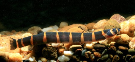 Pangio myersi – Giant Kuhli Loach (Acanthophthalmus myersi) — Seriously ...