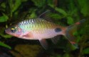 Dawkinsia filamentosa – Filament Barb (Puntius filamentosus, Systomus ...