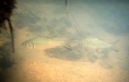 Systomus orphoides (Puntius orphoides) — Seriously Fish