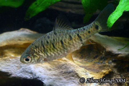 Barbodes semifasciolatus – Golden Barb* (Barbus sachsii, Puntius ...