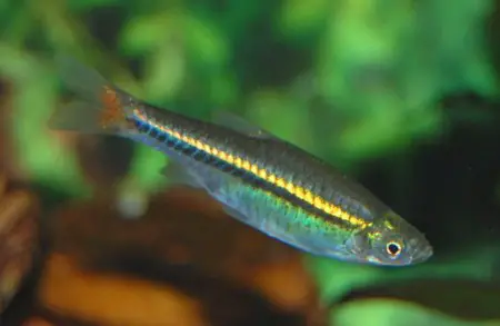 Rasbora borapetensis (Red-tailed Rasbora) — Seriously Fish