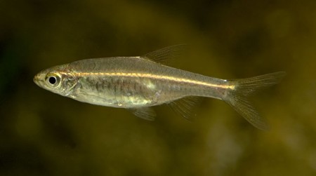 Trigonopoma pauciperforatum – Glowlight Rasbora — Seriously Fish