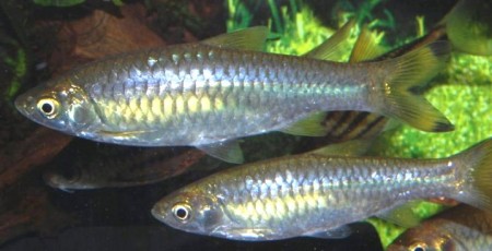 Rasbora rasbora (Gangetic Scissortail Rasbora) — Seriously Fish