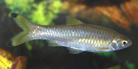 Rasbora rasbora (Gangetic Scissortail Rasbora) — Seriously Fish