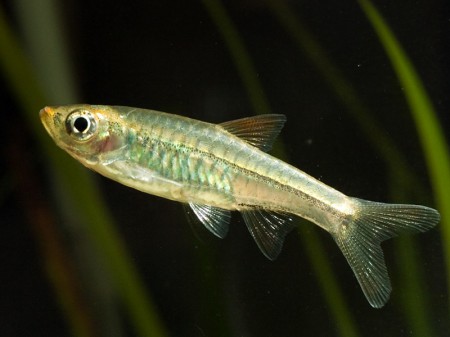 Rasbora vulcanus — Seriously Fish